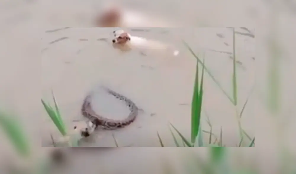 Facebook viral: hambrienta serpiente intenta devorar a perros que entrar a jugar al río [VIDEO]