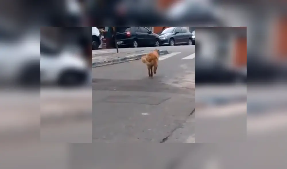 Desliza las imágenes para observar la singular acción de un perro al buscar su propia comida en un mercado. Fotocaptura: Facebook.