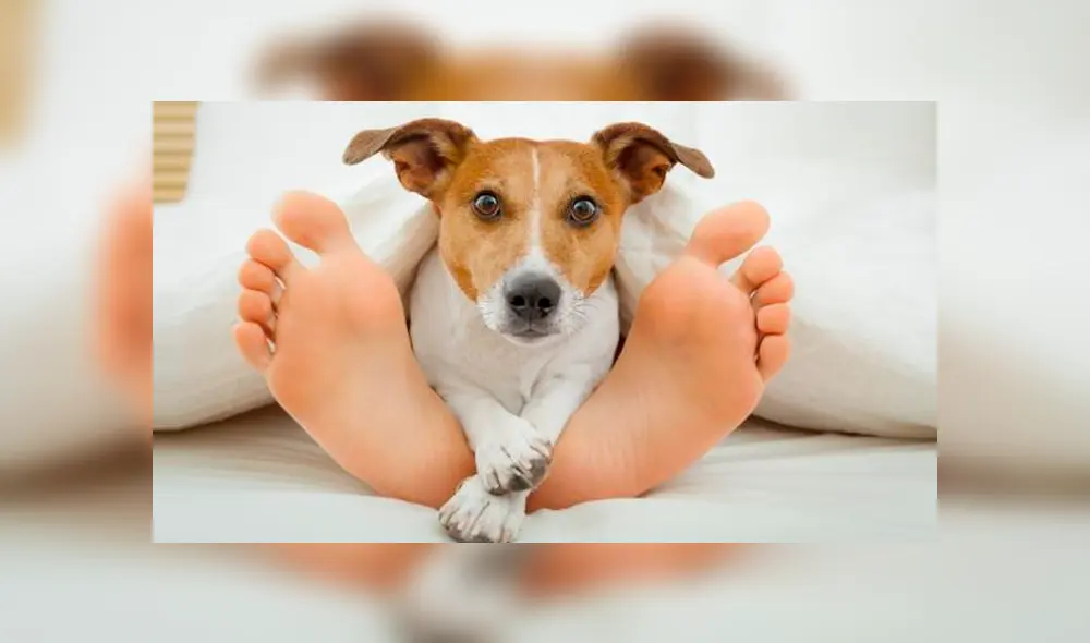 Conoce por qué los perros lamen los pies de sus dueños' [FOTOS]