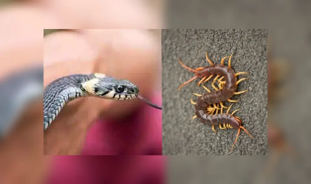 Desliza para ver los detalles del video viral de YouTube. Foto: Captura. Desliza para ver los detalles del video viral de YouTube. Foto: Captura.