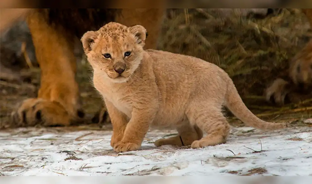 YouTube: pequeño león enternece las redes sociales con “feroz” rugido [VIDEO]