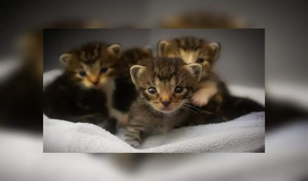 EE.UU. impulsa 'ley de los gatos' para decir adiós a los experimentos con animales