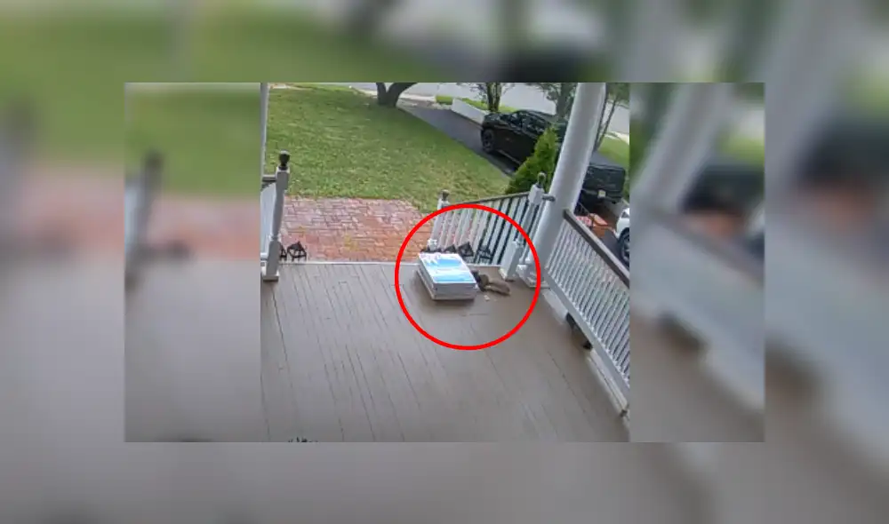 Desliza las imágenes para ver más de esta escurridiza ardilla que se robó la pizza. (Foto: captura)