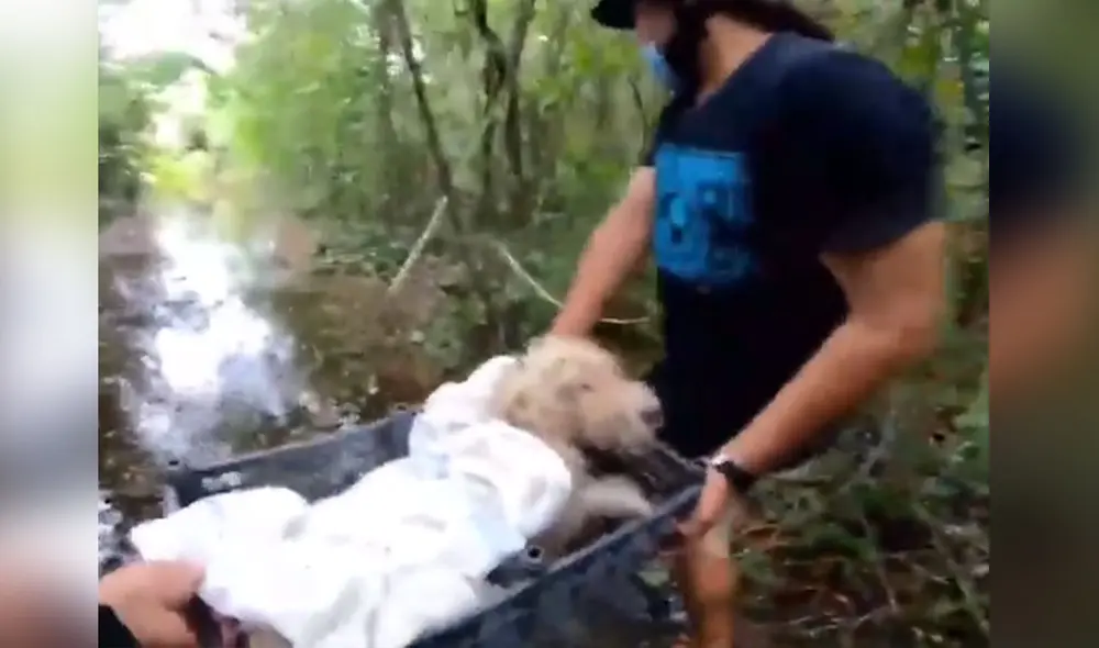 El can se encontraba con el hocico amarrado, por lo que no podía ladrar ni beber un poco de agua. Foto: captura de Facebook