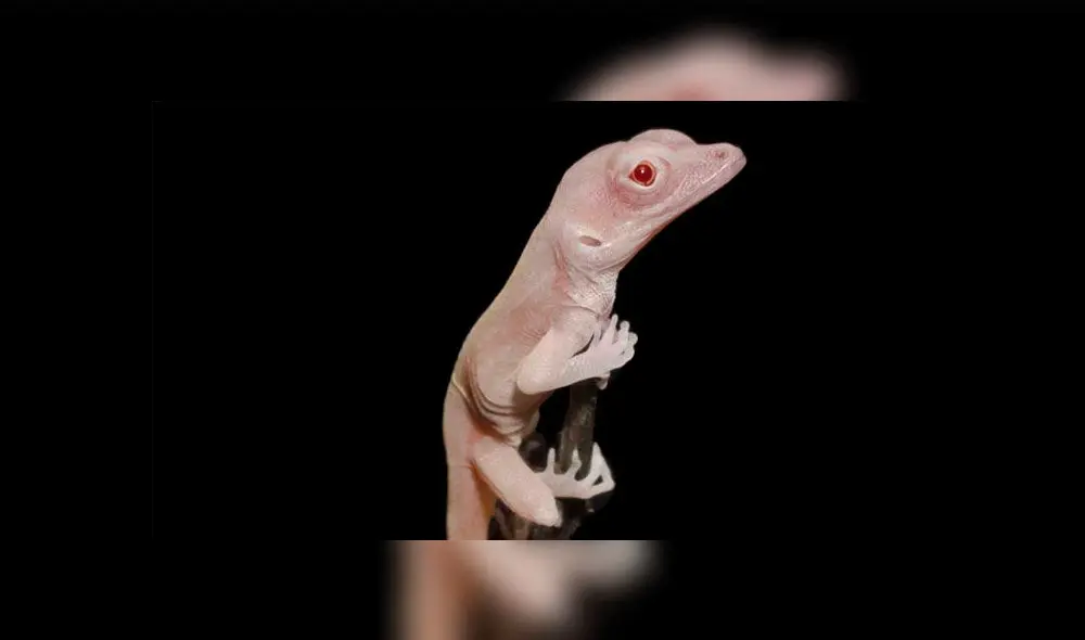 Lagartijas albinas. Foto: AFP.