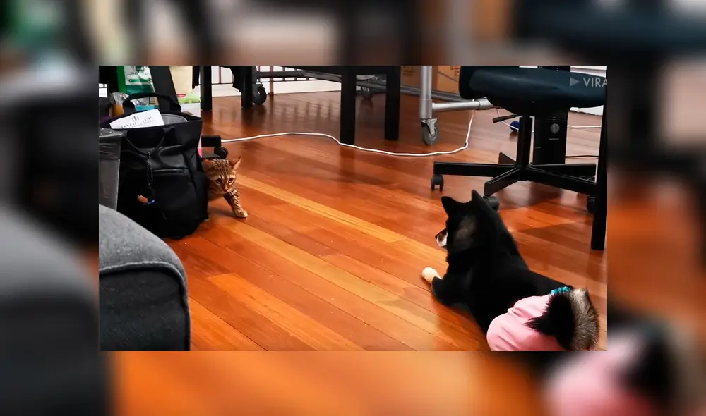 Travieso gato intentaba buscar comida en el bolso de su dueña, sin imaginar la intempestiva reacción que tendría el can. La graciosa escena se hizo viral en Facebook Travieso gato intentaba buscar comida en el bolso de su dueña, sin imaginar la intempestiva reacción que tendría el can. La graciosa escena se hizo viral en Facebook