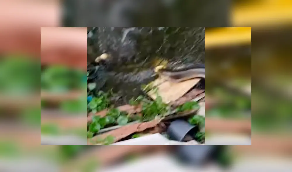Un hombre grabó en un video viral de Facebook el aterrador instante en que descubrió el aspecto de una misteriosa criatura sumergida en profundo pantano. Un hombre grabó en un video viral de Facebook el aterrador instante en que descubrió el aspecto de una misteriosa criatura sumergida en profundo pantano.
