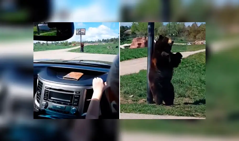 Desliza la imagen compartida para verlas todas. Foto: ctate1117/TikTok Desliza la imagen compartida para verlas todas. Foto: ctate1117/TikTok