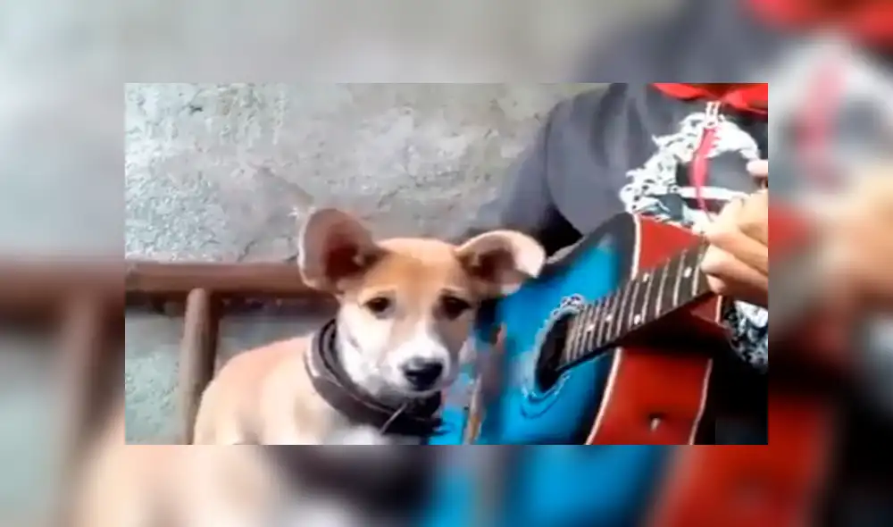 Facebook viral: niño prepara tierna serenata con su perro y conmueven a usuarios [VIDEO]
