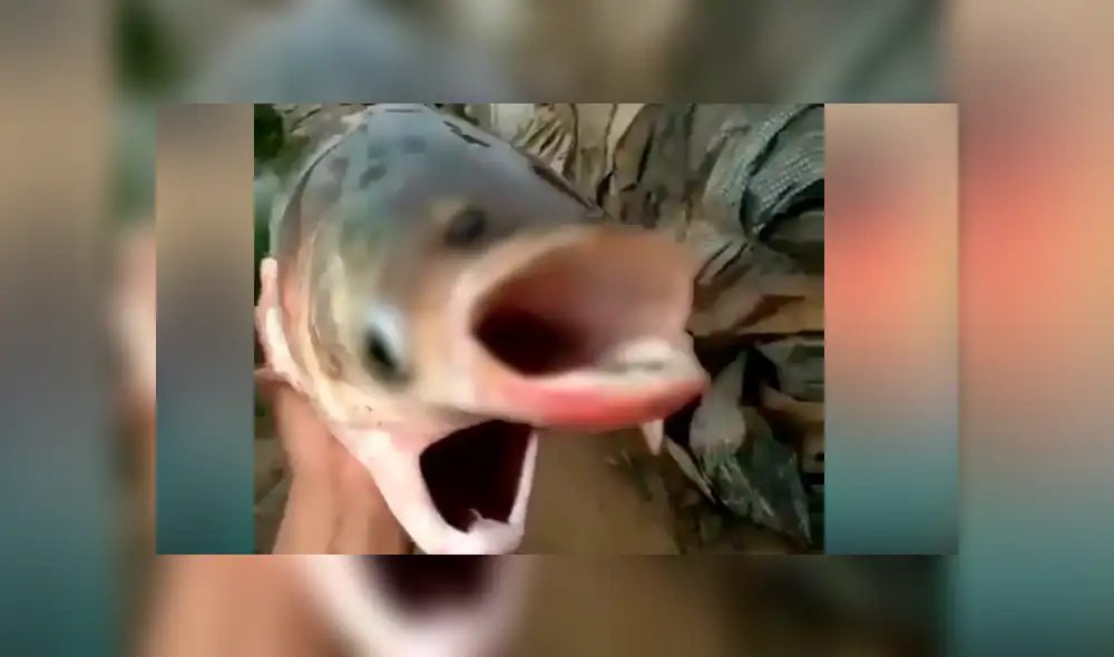 YouTube viral: pescador visita misterioso río y captura extraña criatura que tiene dos bocas YouTube viral: pescador visita misterioso río y captura extraña criatura que tiene dos bocas
