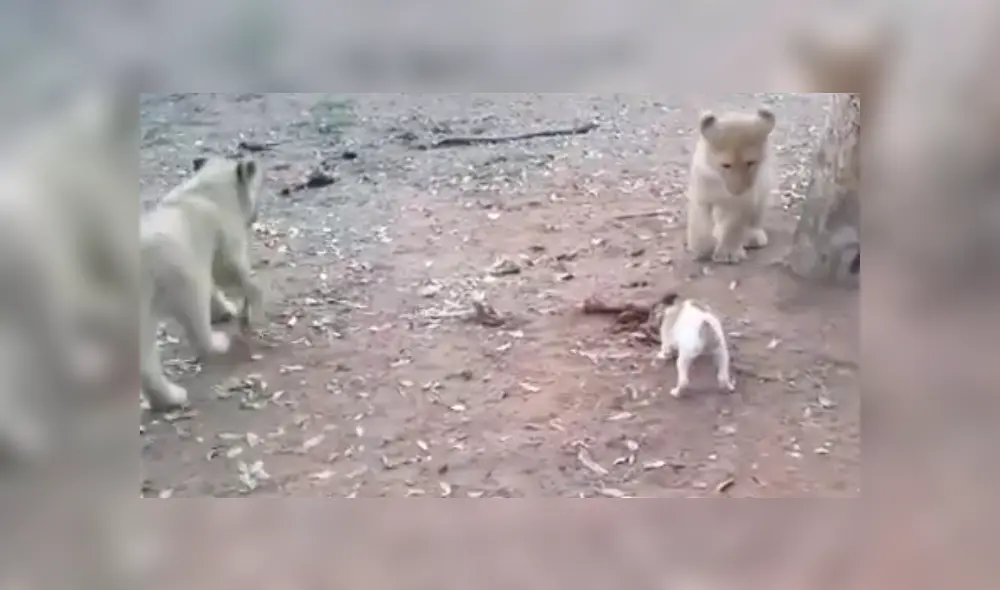 Desliza para ver los detalles de este video viral publicado en YouTube. Foto: Captura.
