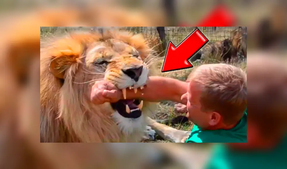 En Facebook se viralizó el encuentro de cuidador con enorme león. En Facebook se viralizó el encuentro de cuidador con enorme león.