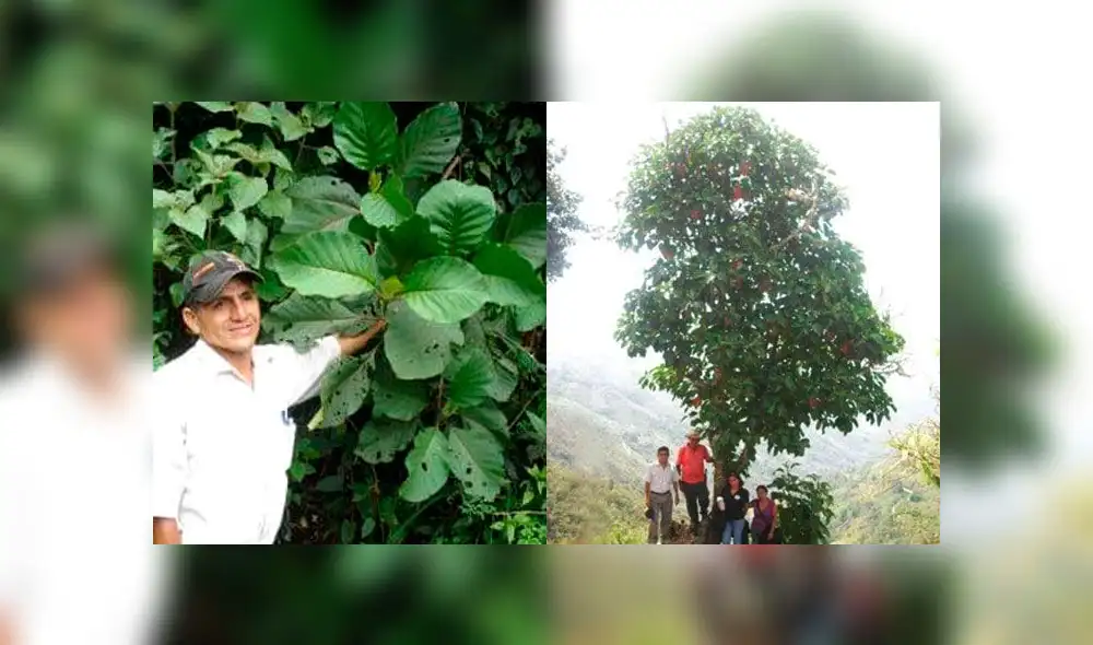 La quina contra el coronavirus: científicos peruanos impulsan nuevo fármaco a base de este árbol [FOTOS]