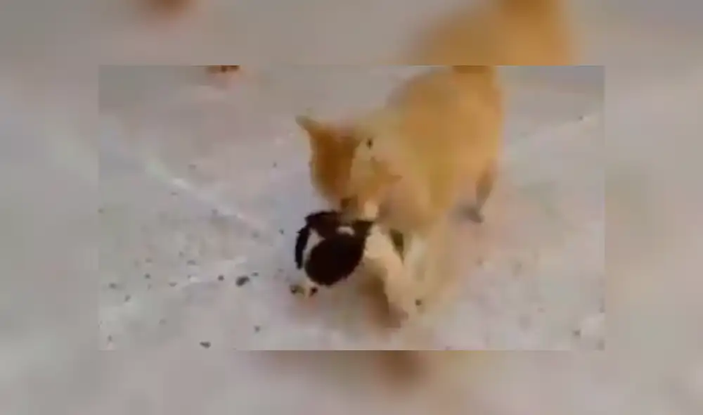 En Facebook, una chica descubrió que su mascota recogió un cachorro callejero para llevarlo a su casa. En Facebook, una chica descubrió que su mascota recogió un cachorro callejero para llevarlo a su casa.