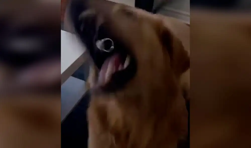 Desliza las imágenes para apreciar la travesura de un perro cuando su dueña le coloca un anillo en su nariz. Foto: Captura de YouTube