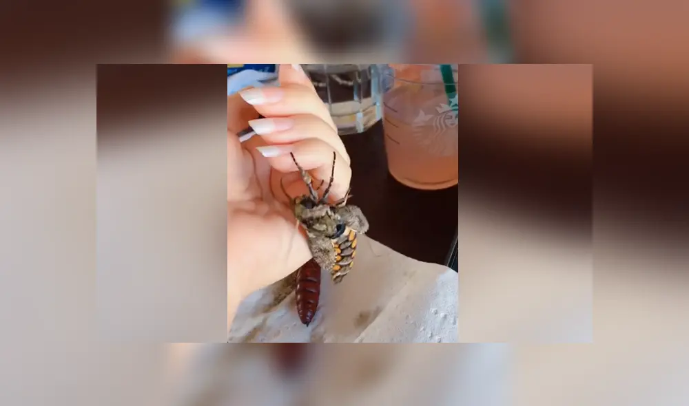 Una mujer grabó el instante en que su polilla logra salir de su capullo. Foto: TikTok Una mujer grabó el instante en que su polilla logra salir de su capullo. Foto: TikTok