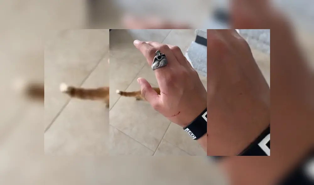 Video es viral en Facebook. Joven grabó la furiosa reacción que tuvo el felino cuando intentó acercarse a su nueva guarida.