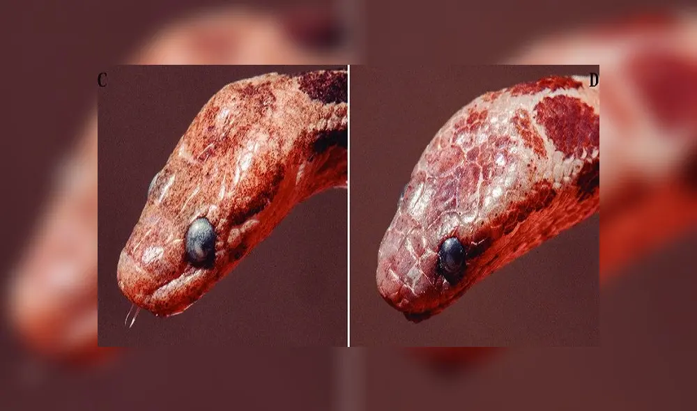 Chinese virologist Shi Zhengli (L) is seen inside the P4 laboratory in Wuhan, capital of China's Hubei province on February 23, 2017. - The P4 epidemiological laboratory was built in co-operation with French bio-industrial firm Institut Merieux and the Chinese Academy of Sciences. (Photo by Johannes EISELE / AFP)