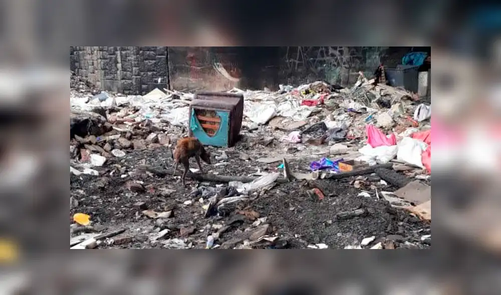 Facebook viral: salva a perrita en mal estado que vivía en un basurero y ahora luce así [FOTOS]