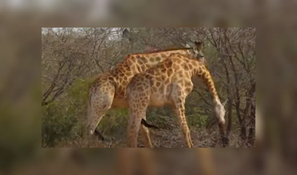 En YouTube, unas dos jirafas tuvieron una épica pelea en medio de la selva y fueron captados por unos jóvenes. En YouTube, unas dos jirafas tuvieron una épica pelea en medio de la selva y fueron captados por unos jóvenes.