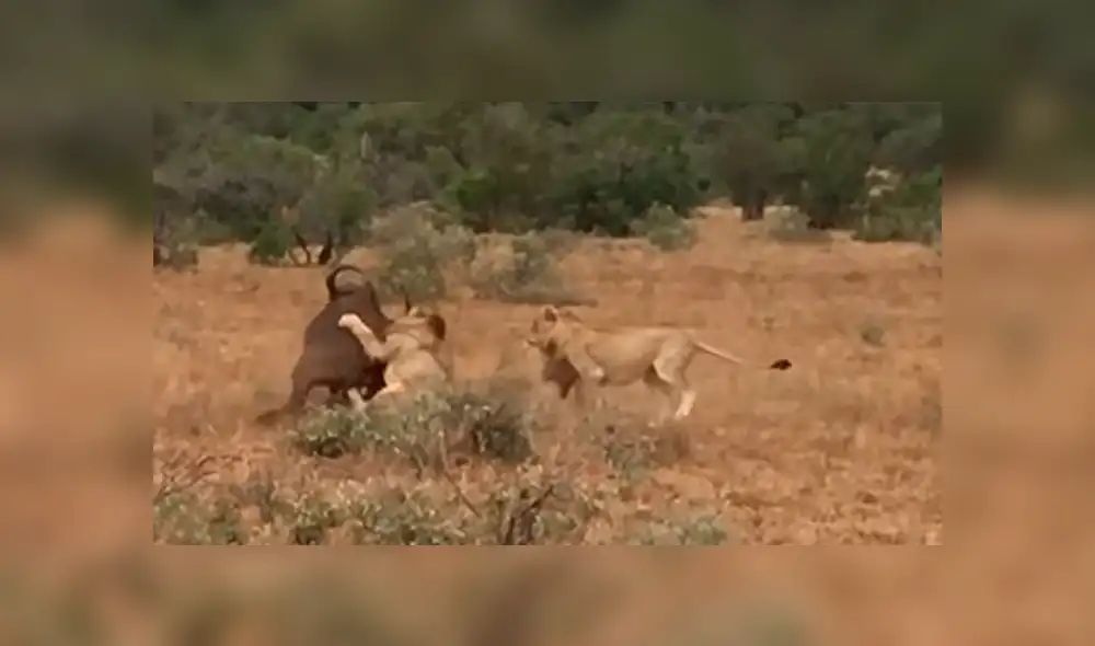 Un video viral de YouTube registró el doloroso instante en que un búfalo se resignó a morir en las garras de unos leones, sin imaginar que su manada llegaría a su rescate. Un video viral de YouTube registró el doloroso instante en que un búfalo se resignó a morir en las garras de unos leones, sin imaginar que su manada llegaría a su rescate.