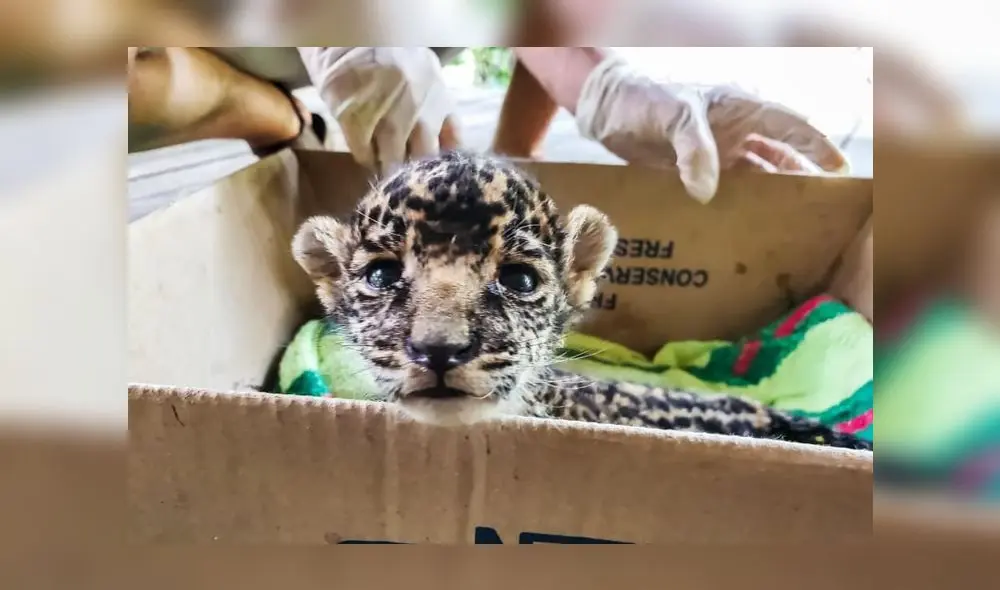Piden ayuda para bebé jaguar rescatada. Foto: Marce Yalta.
