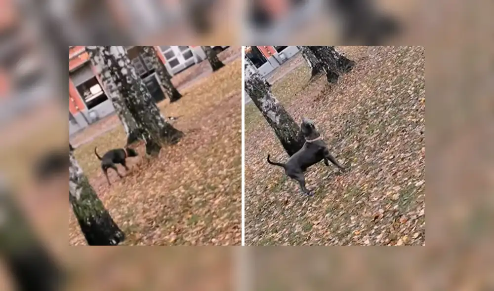 Vía YouTube. El dueño del can quiso jugarle una broma a su mascota, sin imaginar que el animal lo sorprendería con su curioso comportamiento