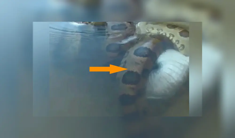YouTube viral: final de la brutal pelea entre anaconda y cocodrilo deja en shock a usuarios [VIDEO]