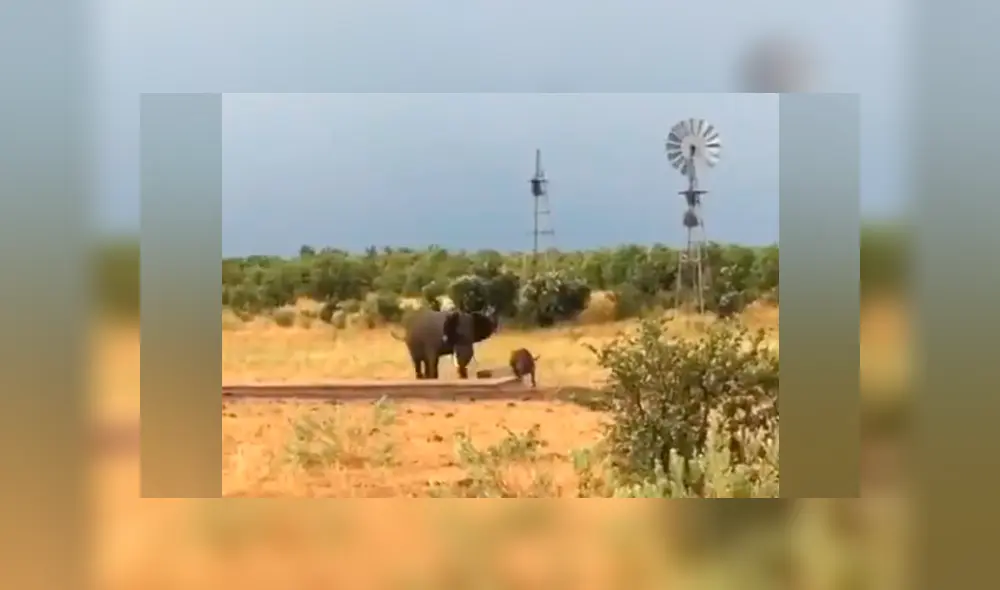 Desliza hacia la izquierda para ver el insólito encuentro de los animales que se ha vuelto viral en YouTube. Desliza hacia la izquierda para ver el insólito encuentro de los animales que se ha vuelto viral en YouTube.