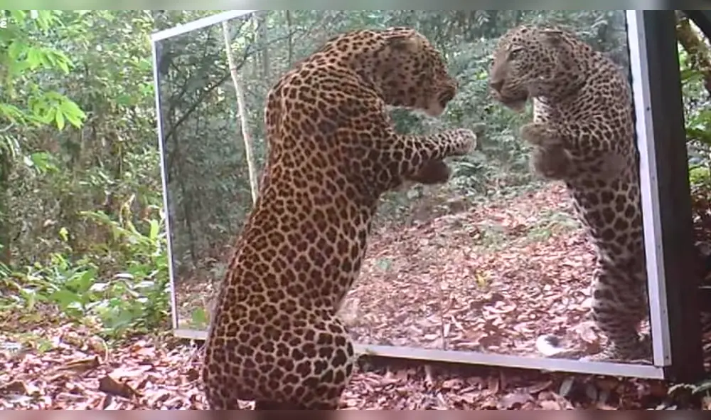 Facebook viral : leopardo se mira en espejo y no creerás lo que hizo al ver su reflejo [VIDEO]