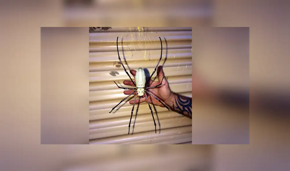 En Facebook se hicieron virales una serie de fotografías que muestran a una enorme araña invadiendo el garaje de una casa. En Facebook se hicieron virales una serie de fotografías que muestran a una enorme araña invadiendo el garaje de una casa.
