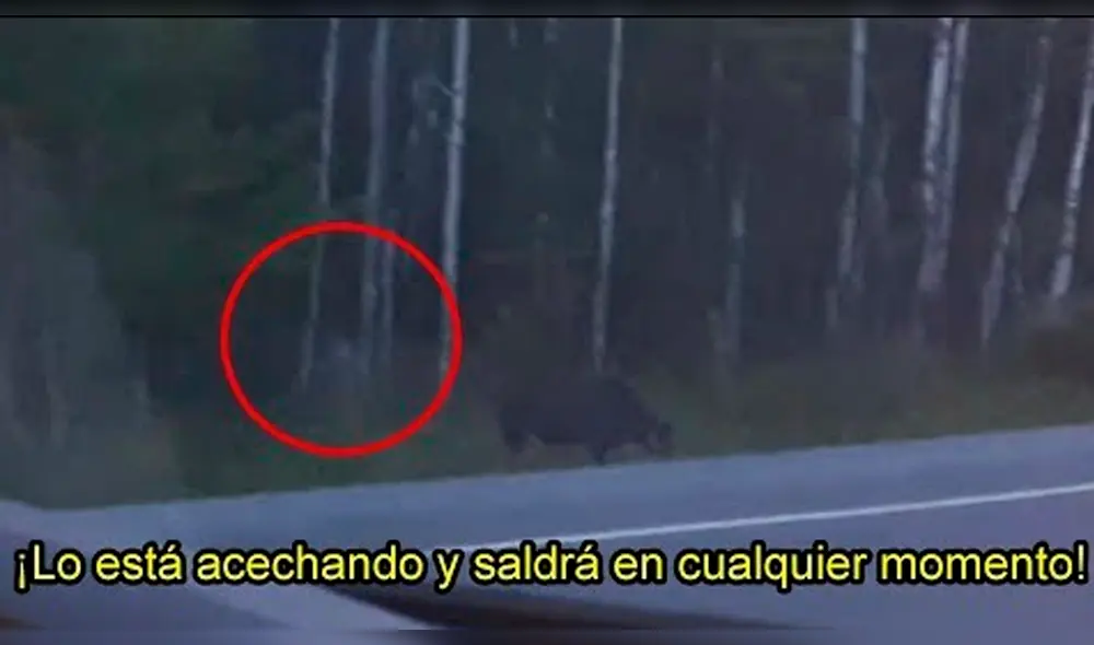 Vía YouTube: graban a misteriosa criatura humanoide cazando en el bosque de Canadá
