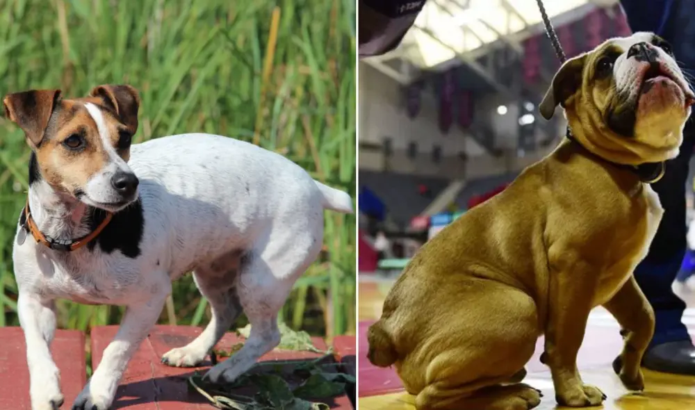 Si bien antes se cortaba la cola a los perros por fines estéticos, en la actualidad los especialistas están en contra de esta práctica. Foto: composición LR/AFP/AdiestrarPerros Barcelona