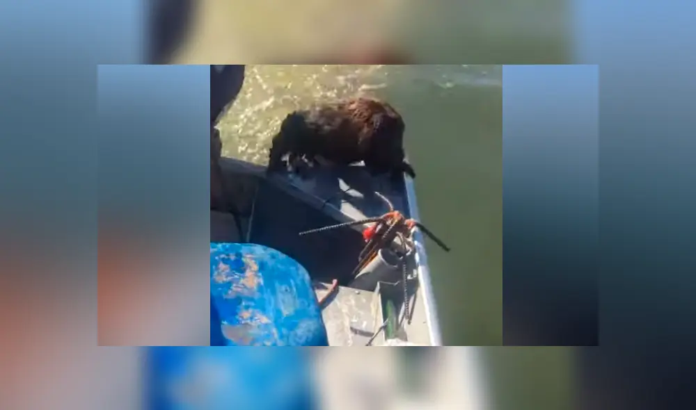 Hombre encuentra extraño ser ahogado en lago, arroja salvavidas y pasa lo inesperado [VIDEO]