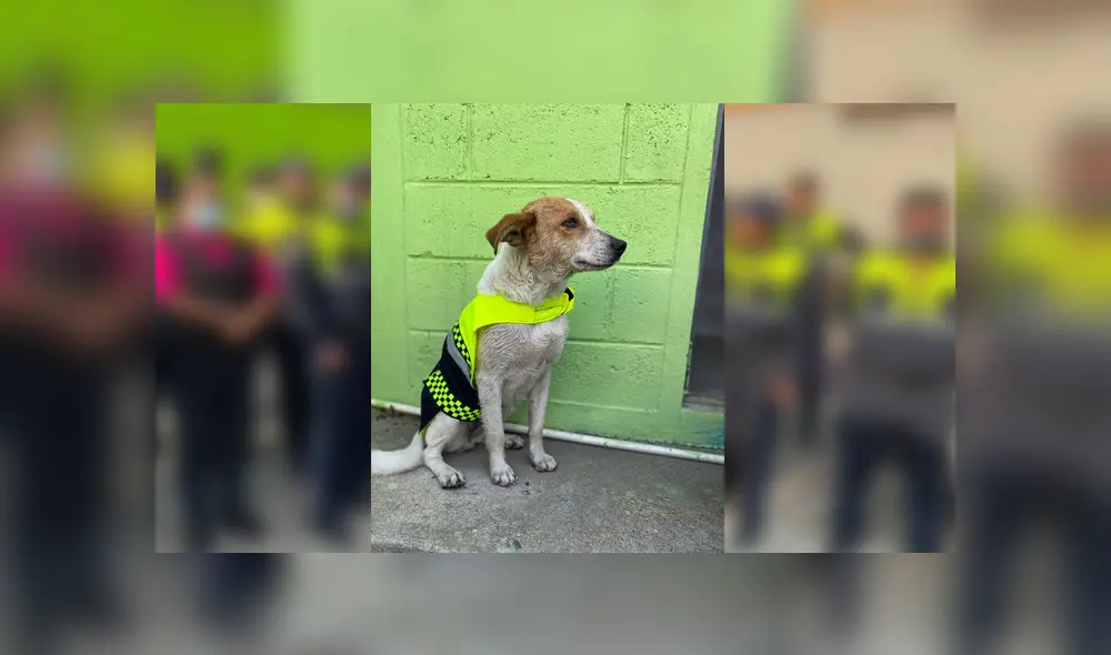 Desliza para ver las fotos de este perro que se volvió 'famoso' en Facebook. Foto: Captura.