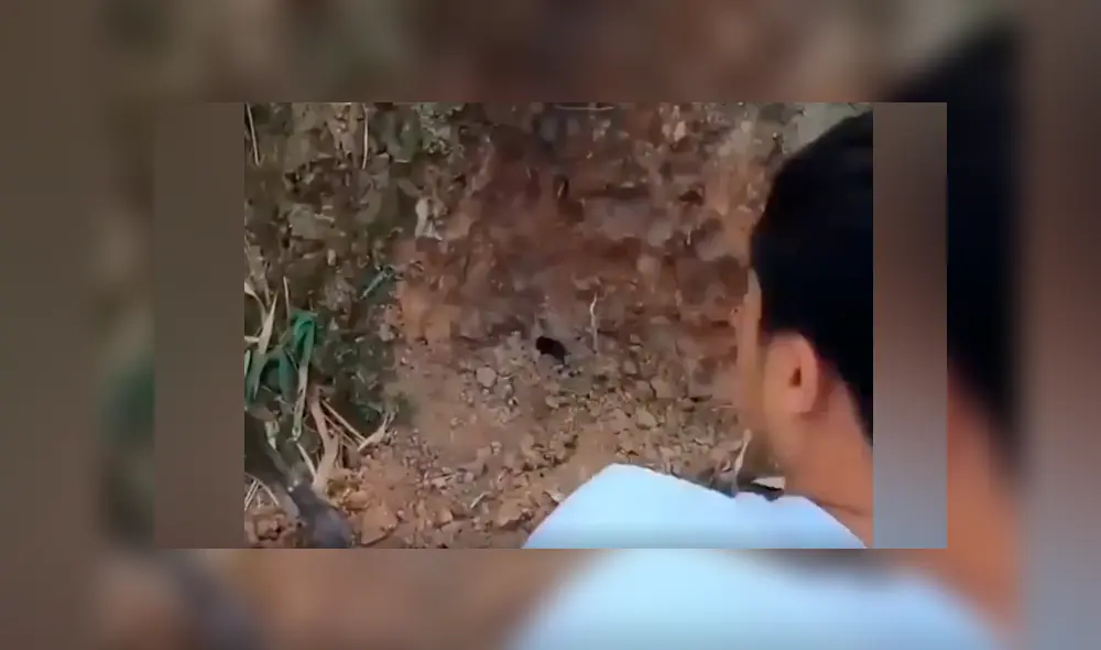 Desliza hacia la izquierda para ver las enormes serpientes dentro de un hoyo. Desliza hacia la izquierda para ver las enormes serpientes dentro de un hoyo.