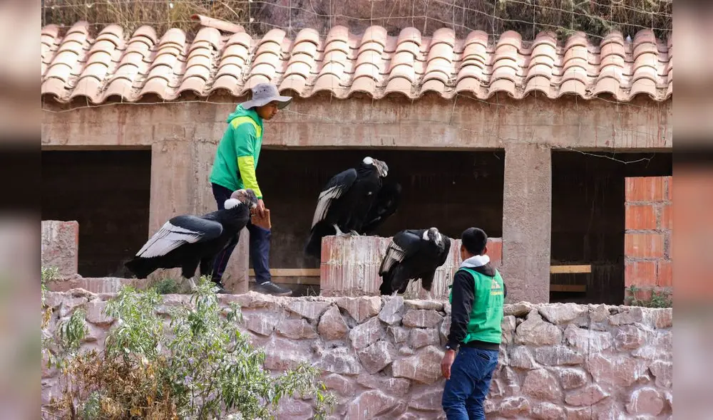 El vuelo del cóndor