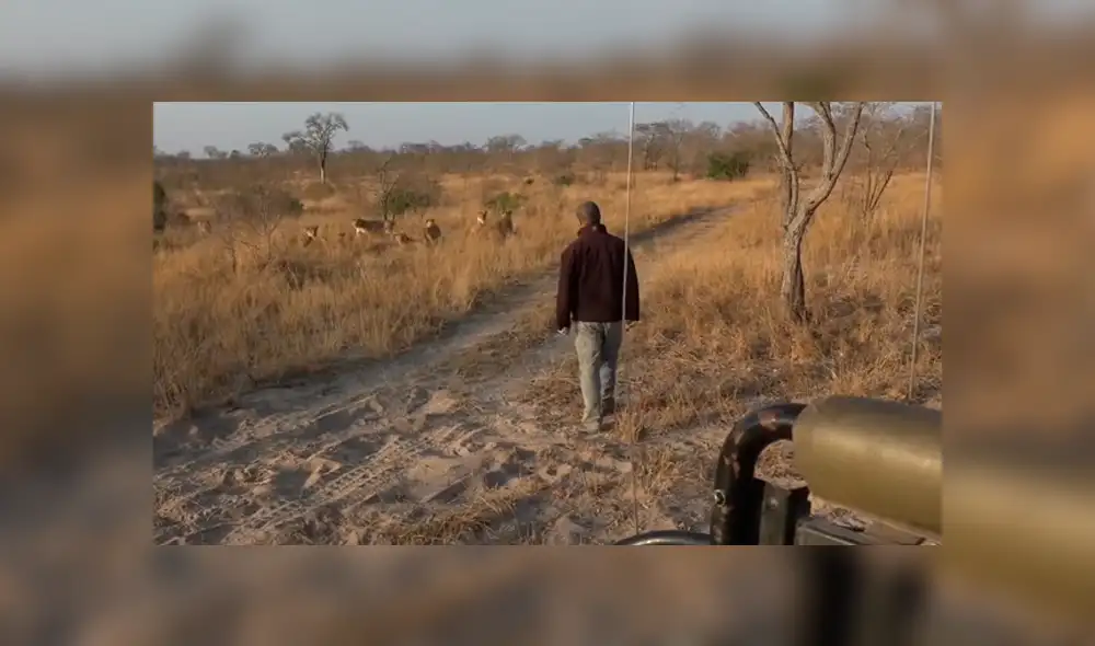 Hombre vive terrorífico momento al quedar frente a frente de leones camuflados entre la hierba. Hombre vive terrorífico momento al quedar frente a frente de leones camuflados entre la hierba.