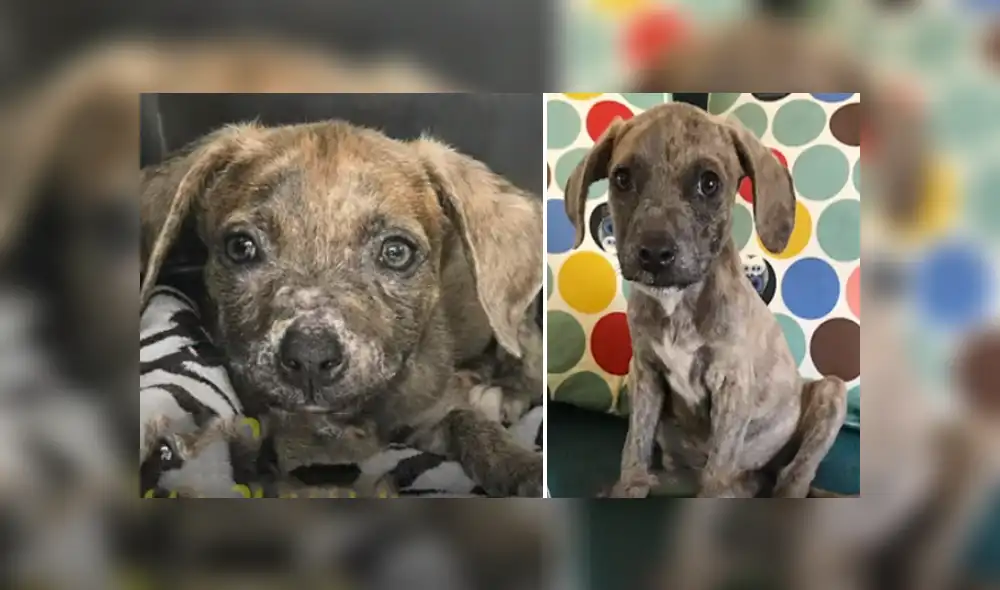 Desliza hacia la izquierda para ver las imágenes del viral de Facebook. Foto: Captura. Desliza hacia la izquierda para ver las imágenes del viral de Facebook. Foto: Captura.