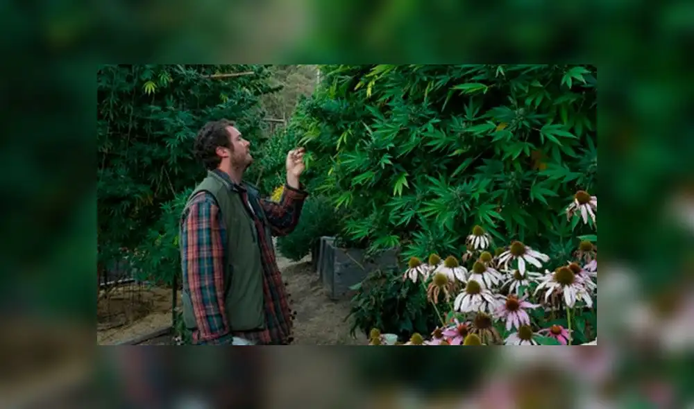 Más personas consumen marihuana en Canadá tras su legalización