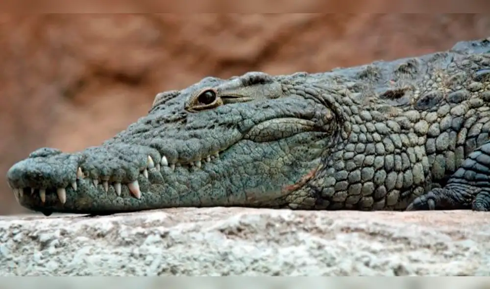 Pastor evangélico bautizaba fieles en río, cocodrilo apareció y sucedió lo peor