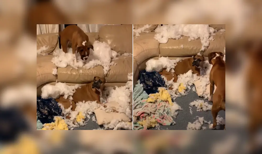Una joven dejó a sus perros en casa, pero jamás imaginó que acabarían destruyendo el sofá. Foto: YouTube Una joven dejó a sus perros en casa, pero jamás imaginó que acabarían destruyendo el sofá. Foto: YouTube