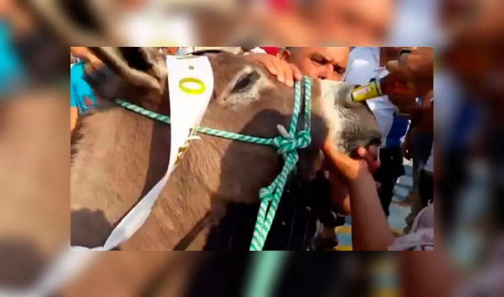 El video causó el rechazo de miles de personas al considerarlo un claro ejemplo de maltrato animal. (Foto: Facebook) El video causó el rechazo de miles de personas al considerarlo un claro ejemplo de maltrato animal. (Foto: Facebook)