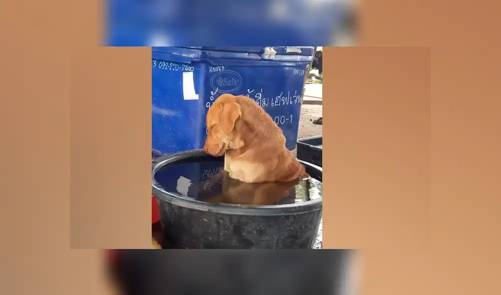 Facebook viral: perro se queda profundamente dormido en medio de su baño y desata ternura en redes