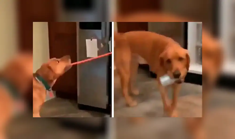 Sorprendente video viral en que perro entrega la cerveza a su dueño.