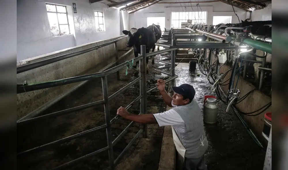 PERJUICIO ECONÓMICO. Según el gremio que agrupa a los lecheros, el 80% de los 6.000 que hay en la región son pequeños productores.