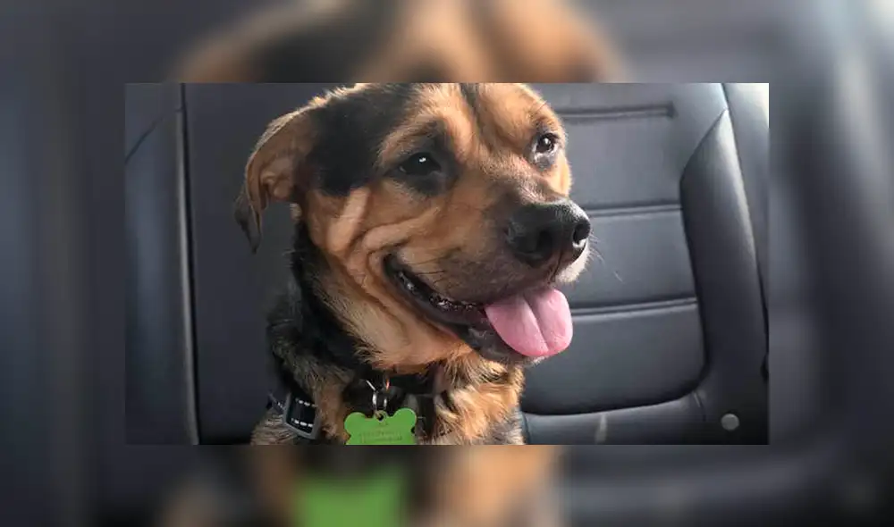 Desliza para ver el cambio de este perro que conmovió a todos en Facebook. Foto: Captura.