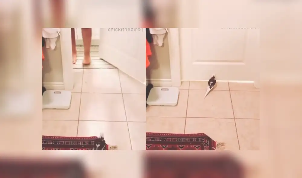 Desliza para ver los detalles de este video viral publicado en Facebook. Foto: Captura. Desliza para ver los detalles de este video viral publicado en Facebook. Foto: Captura.