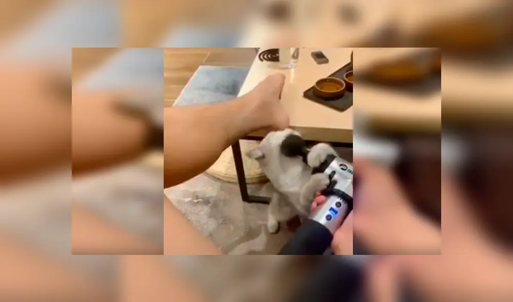 En Facebook, un gato se percata que su dueña utilizaba una máquina de masajes y tiene curiosa reacción. En Facebook, un gato se percata que su dueña utilizaba una máquina de masajes y tiene curiosa reacción.