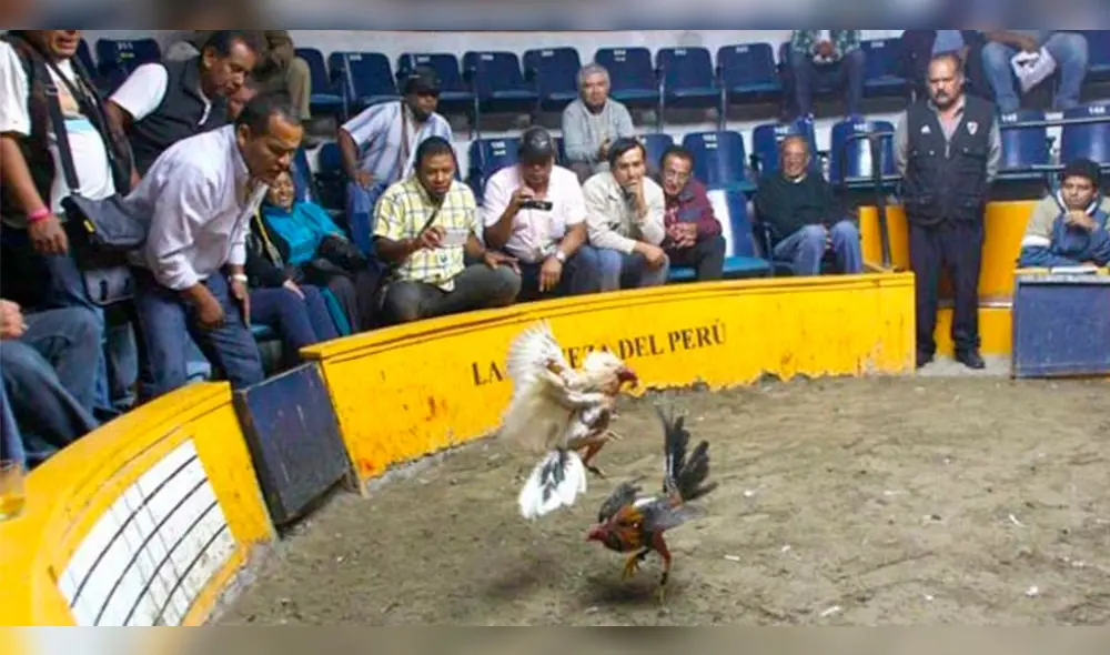Criadores de gallos de pelea en Arequipa marcharán para defender actividad